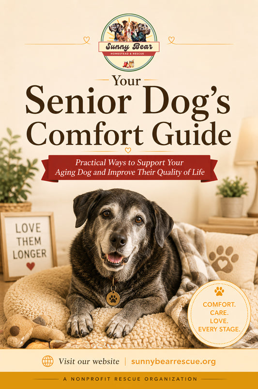 Your Senior Dog’s Comfort Guide: A Gentle Guide to Making Everyday Life Easier for an Aging Dog